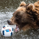 A brown bear showing that you have to get your calories where you can find ‘em.
